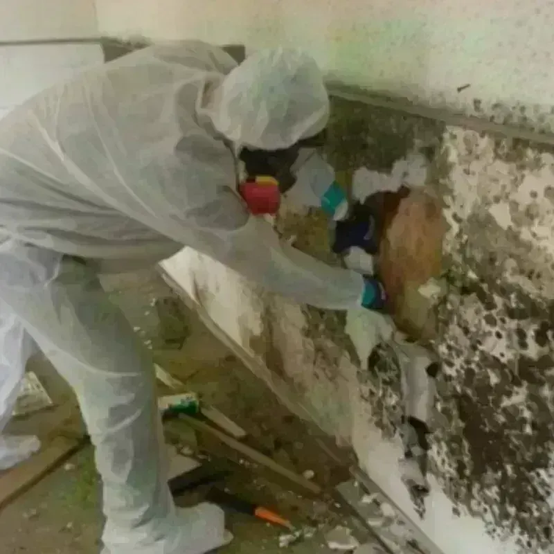 Mold Remediation and Removal in Hartford, MI